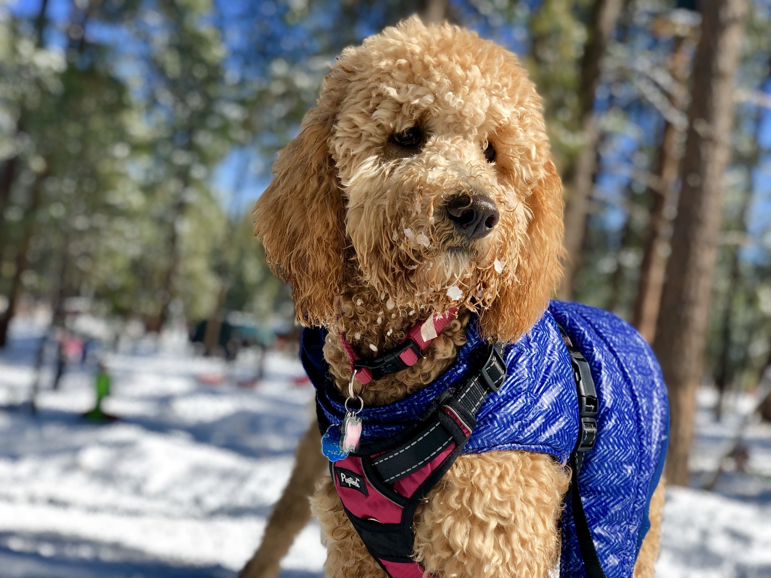 Adele, the Goldendoodle who inspired the Adele Dog Food Scanner, outdoors in the snow