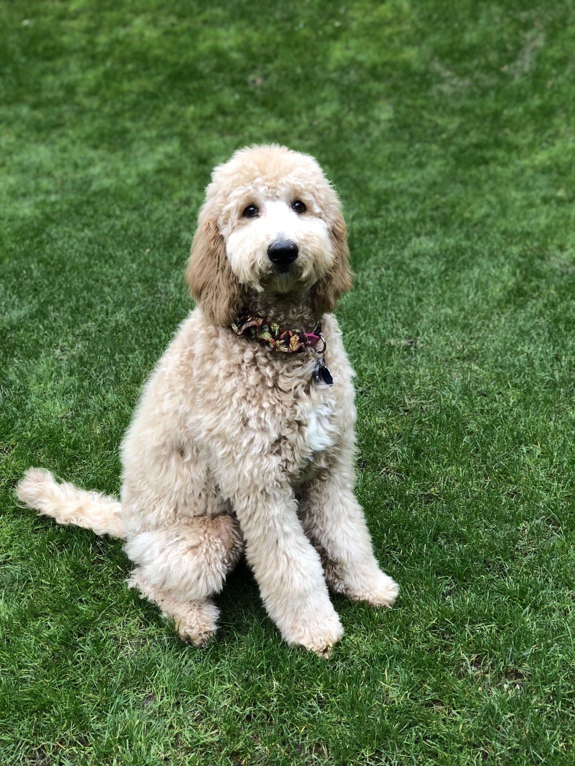 Adele sitting attentively on a green lawn